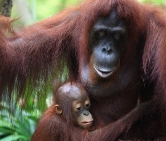 Orangatang Baby