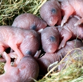 micebabies
